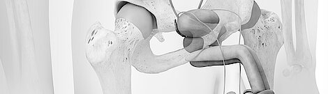 3D illustration related to urology, focusing on the urinary system and surrounding abdominal area.